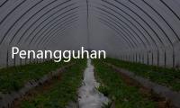 Penangguhan Penahanan Siskaeee Ditolak, Pengacara: Tetap Lakukan Upaya Hukum